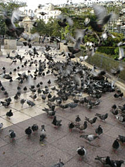 nuée de pigeons