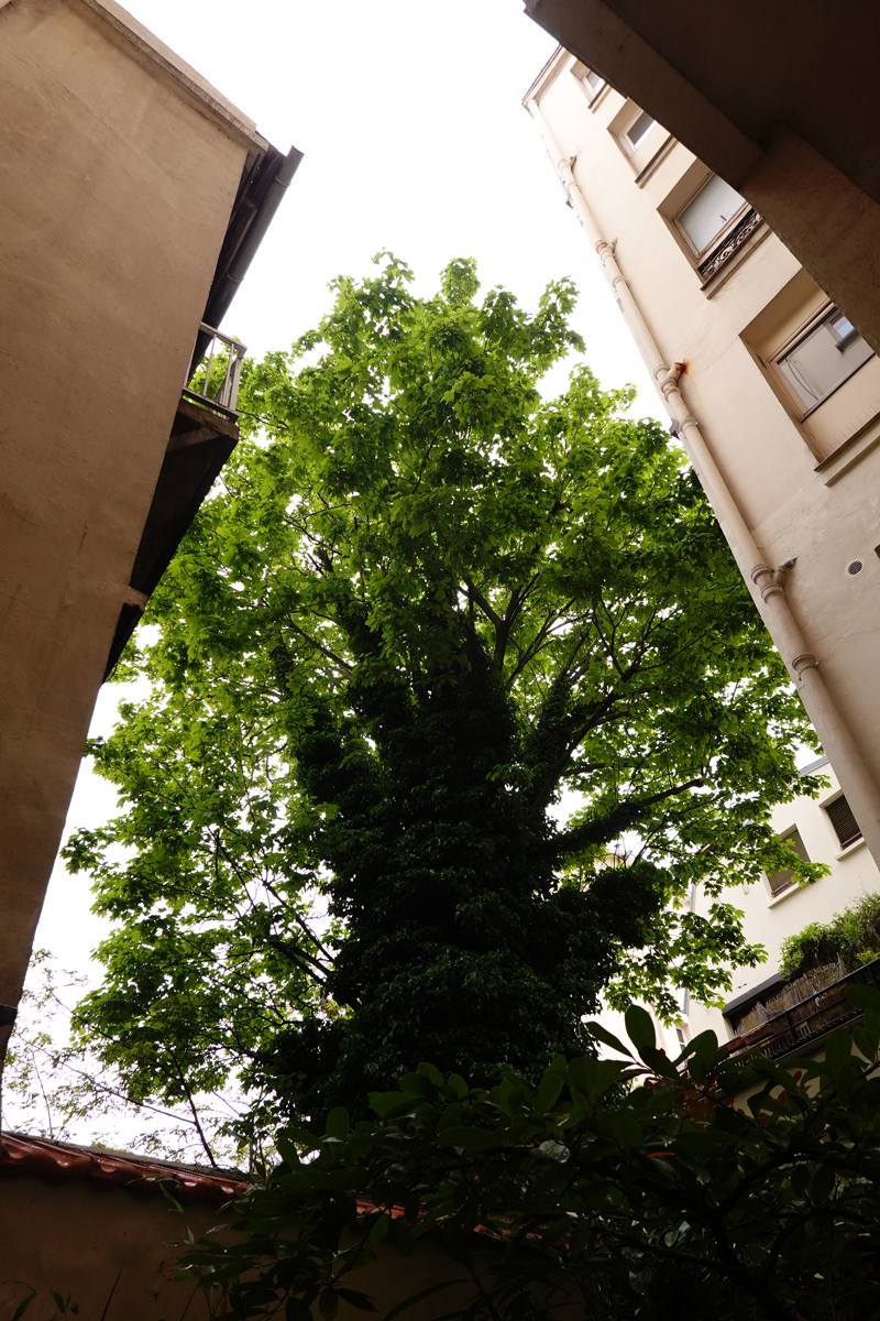 Photo du jour le 21-06-2021 du peintre contemporain Français Jérémie Baldocchi