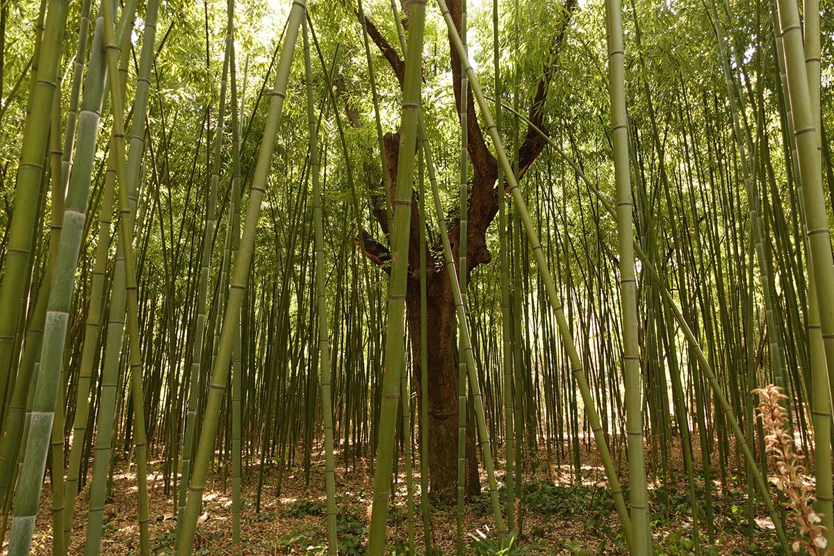 Photo du jour du 26-07-2025 de Jérémie Baldocchi