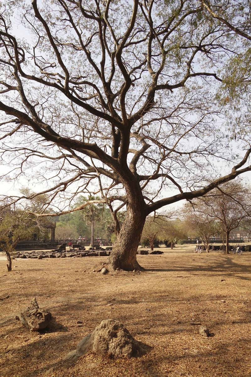 Mon voyage aux temples d'Angkor au Cambodge