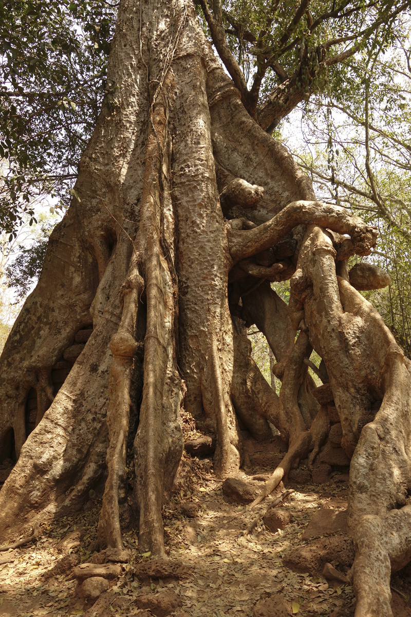 Visite des temples d'Angkor à Siem Reap au Cambodge