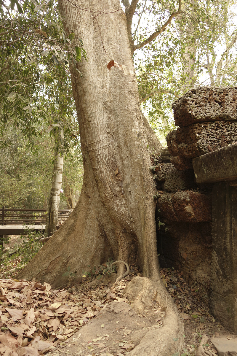 Visite des temples d'Angkor à Siem Reap au Cambodge