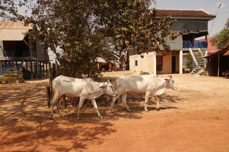 Mon voyage au Village flottant Kompong Khleang au Cambodge