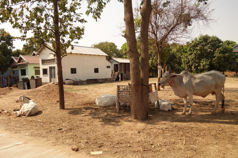 Mon voyage au Cambodge, Silk Island