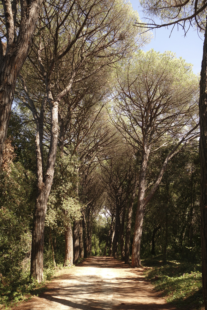 Mon voyage au Parc Naturel Golden Cape Forest à Rovinj en Croatie