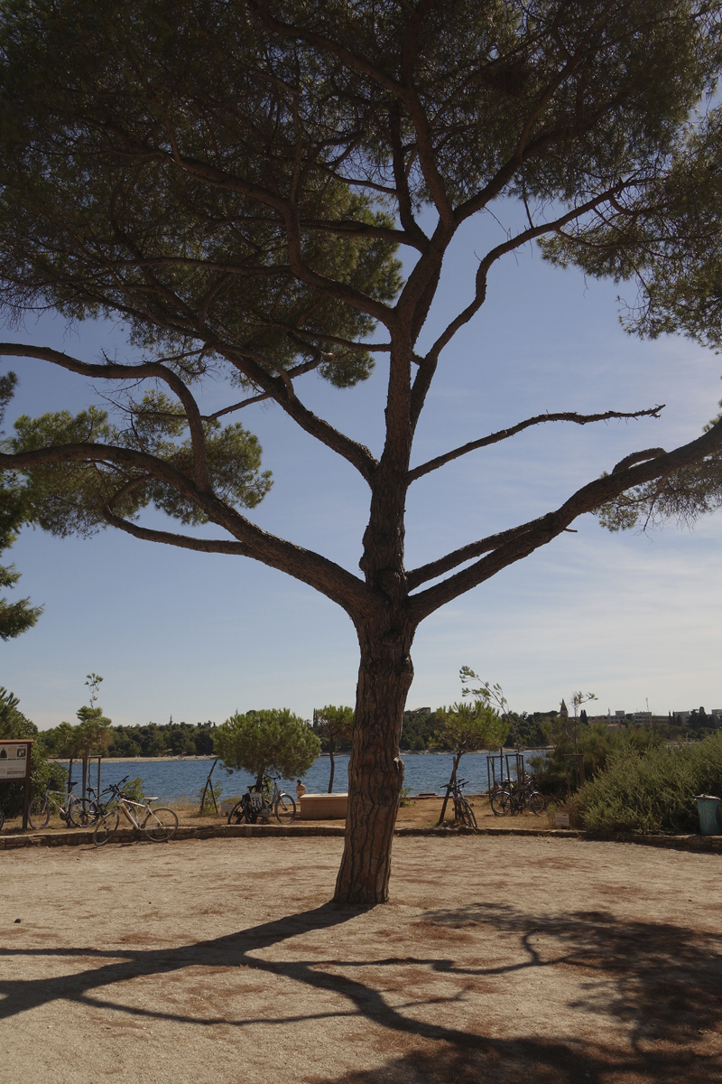 Mon voyage au Parc Naturel Golden Cape Forest à Rovinj en Croatie