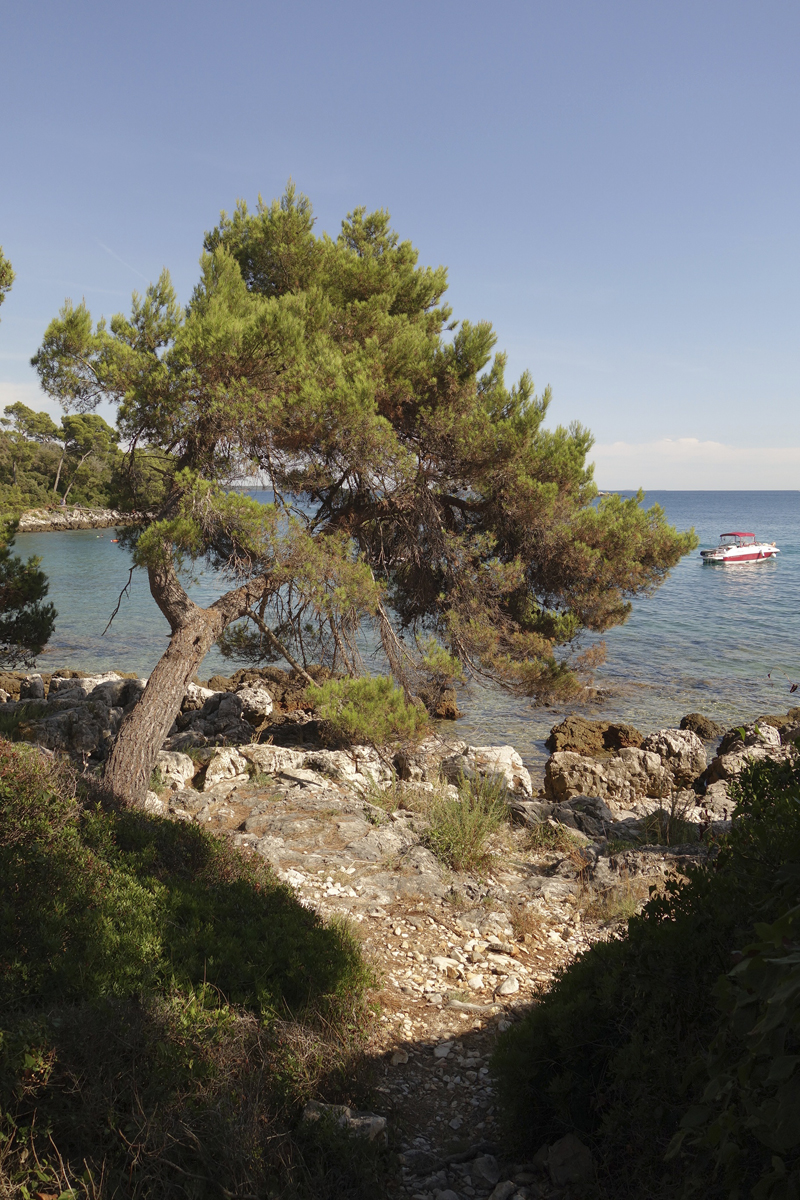 Mon voyage au Parc Naturel Golden Cape Forest à Rovinj en Croatie