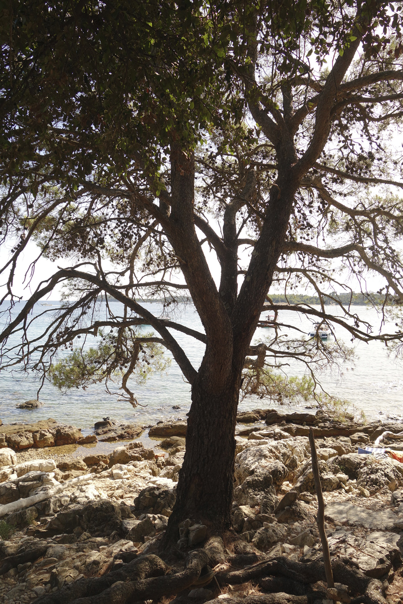 Mon voyage au Parc Naturel Golden Cape Forest à Rovinj en Croatie