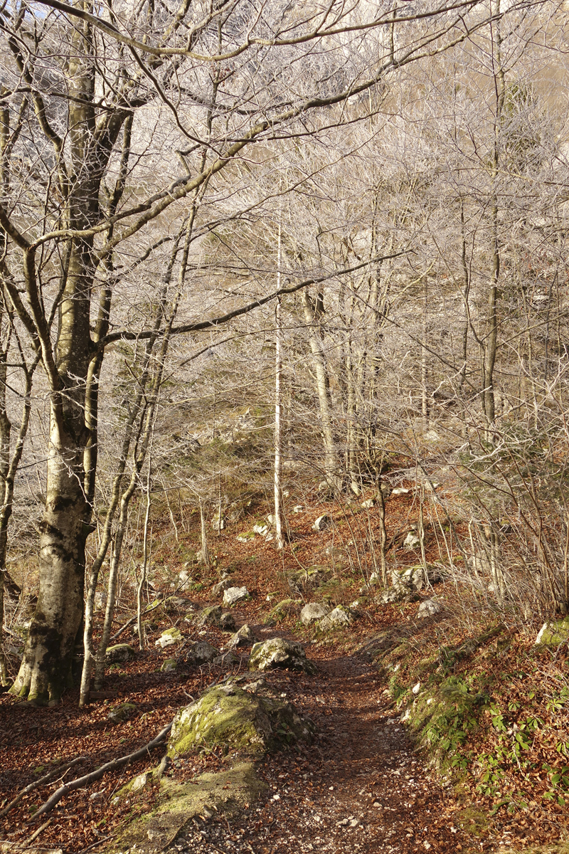 Mon voyage à Bohinj en Slovénie