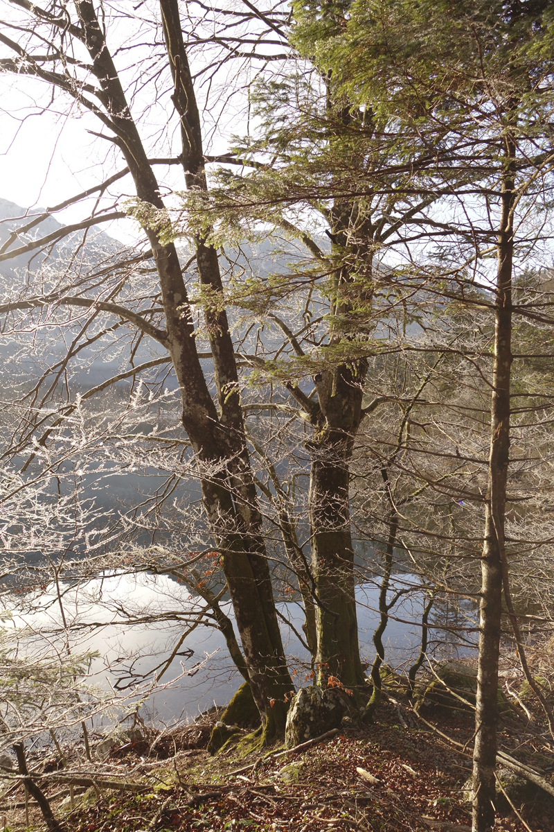 Mon voyage à Bohinj en Slovénie