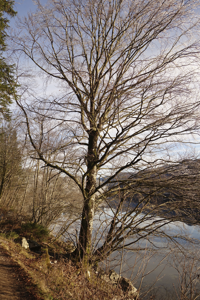 Mon voyage à Bohinj en Slovénie