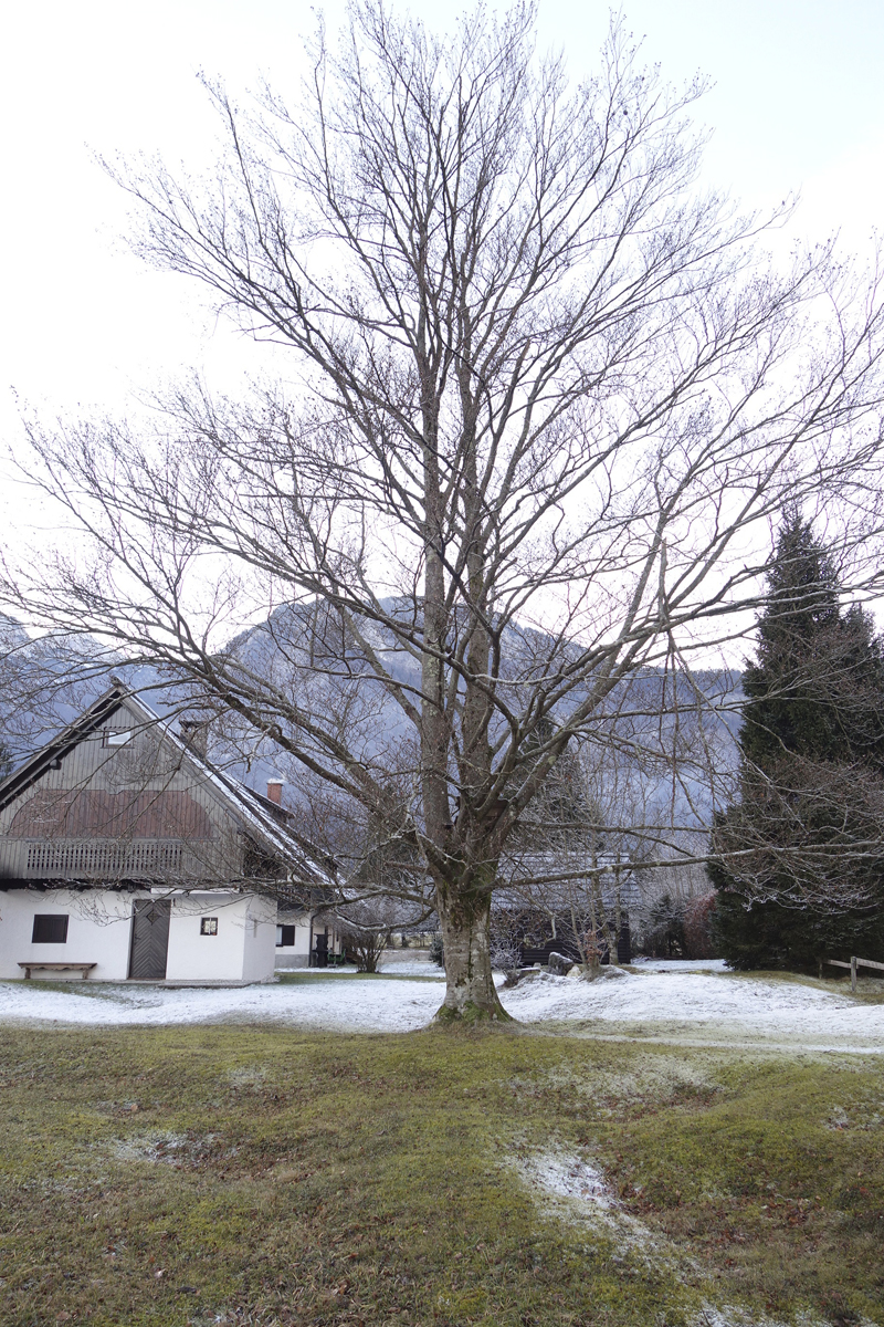 Mon voyage à Bohinj en Slovénie