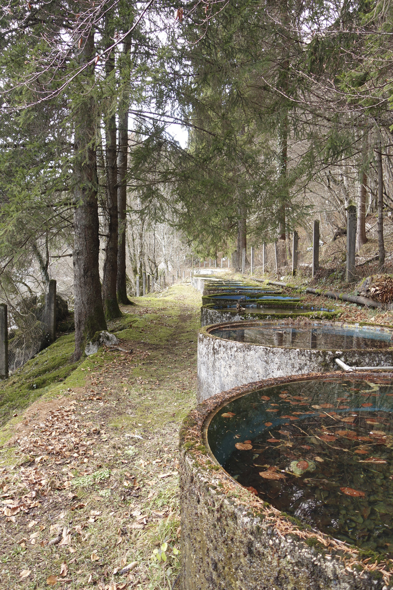 Mon voyage à Bohinj en Slovénie