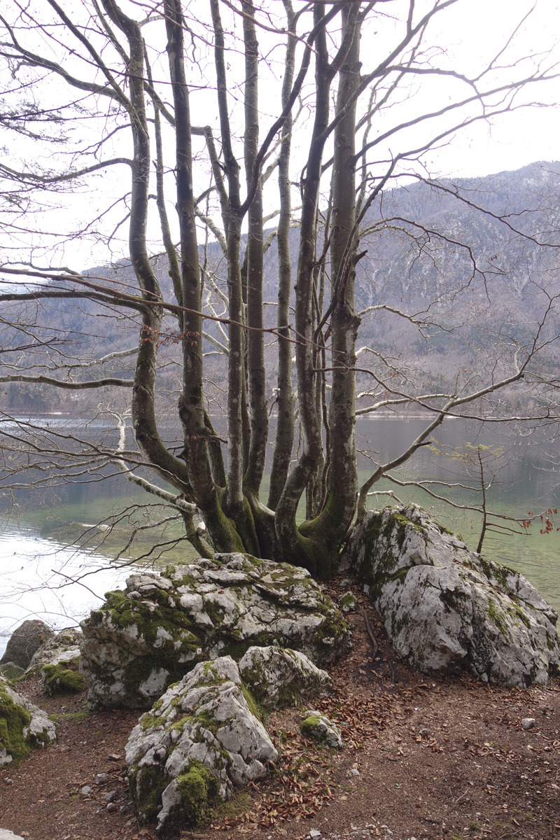 Mon voyage à Bohinj en Slovénie