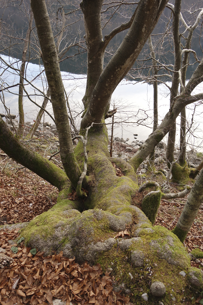 Mon voyage à Bohinj en Slovénie