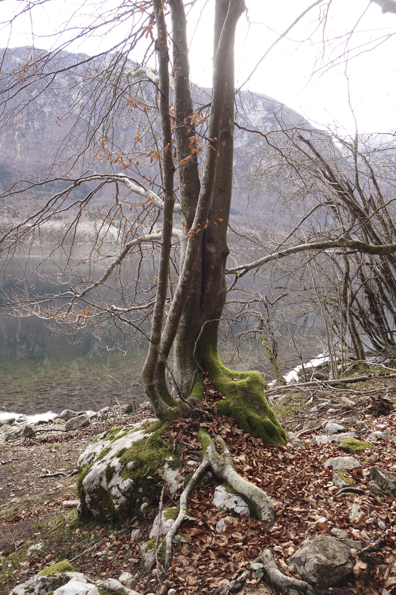 Mon voyage à Bohinj en Slovénie