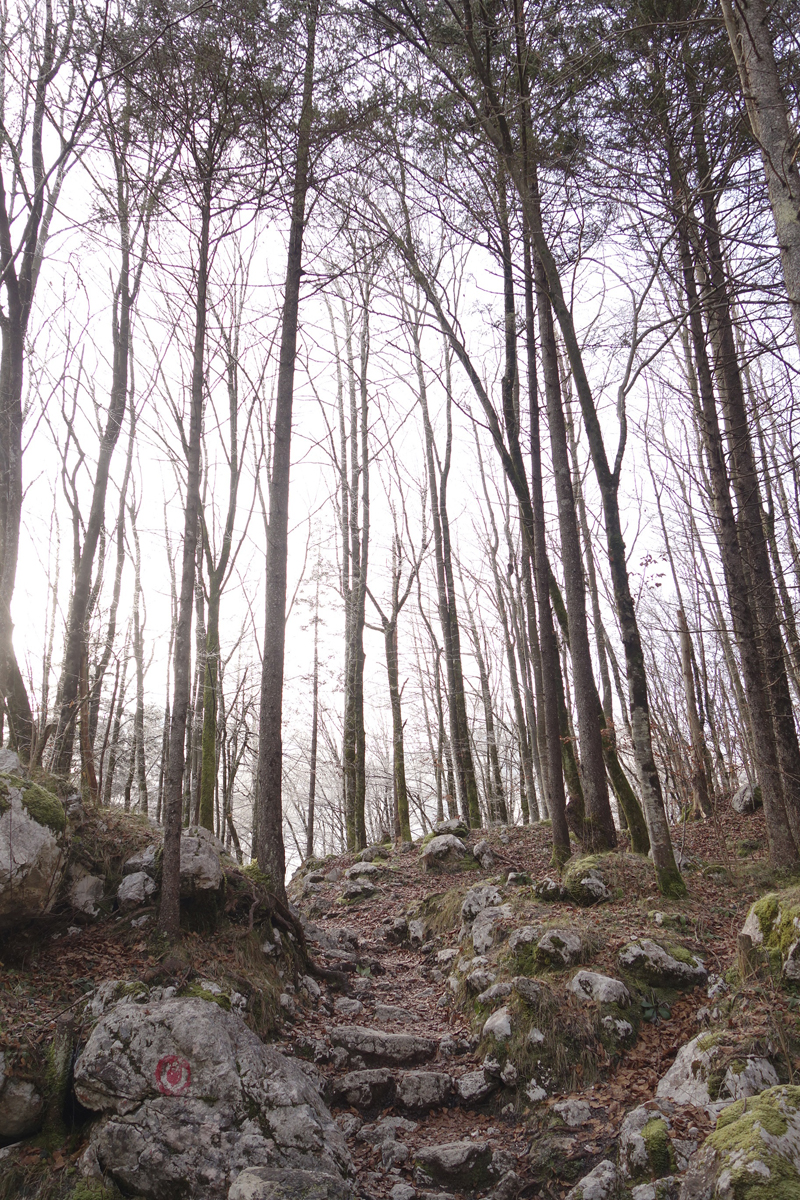 Mon voyage à Bohinj en Slovénie