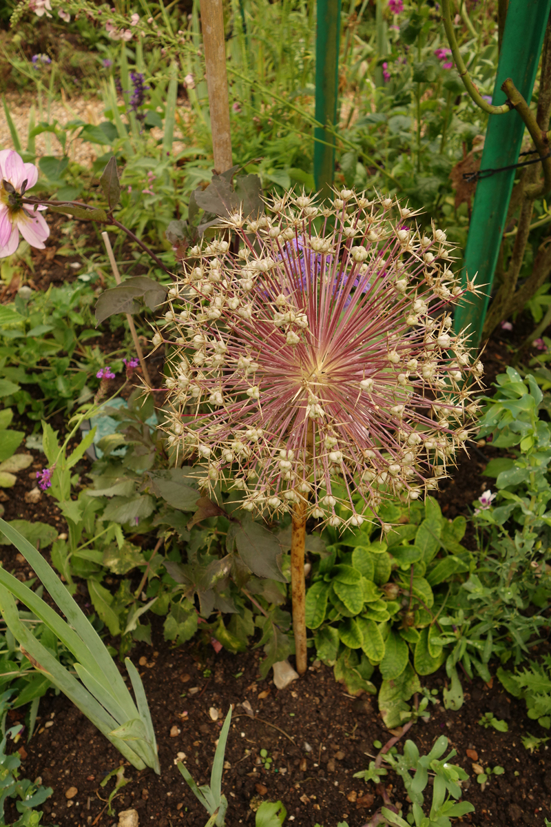 Mon voyage à la maison de Claude Monet à Giverny en France