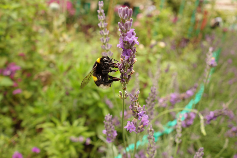 Mon voyage à la maison de Claude Monet à Giverny en France