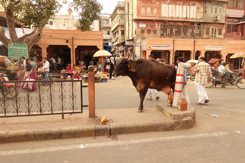 Mon voyage à Jaipur en Inde