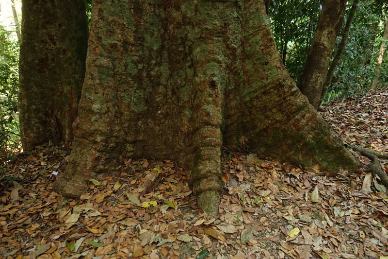 Mon voyage à la Cascade Telaga Tujuh sur l’île de Langkawi en Malaisie