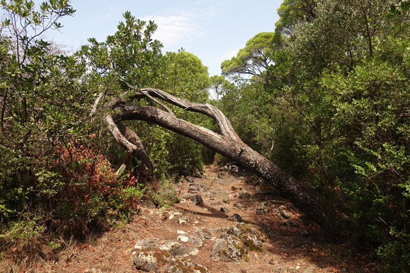 Mon voyage à l'’île de Kolocep en Croatie