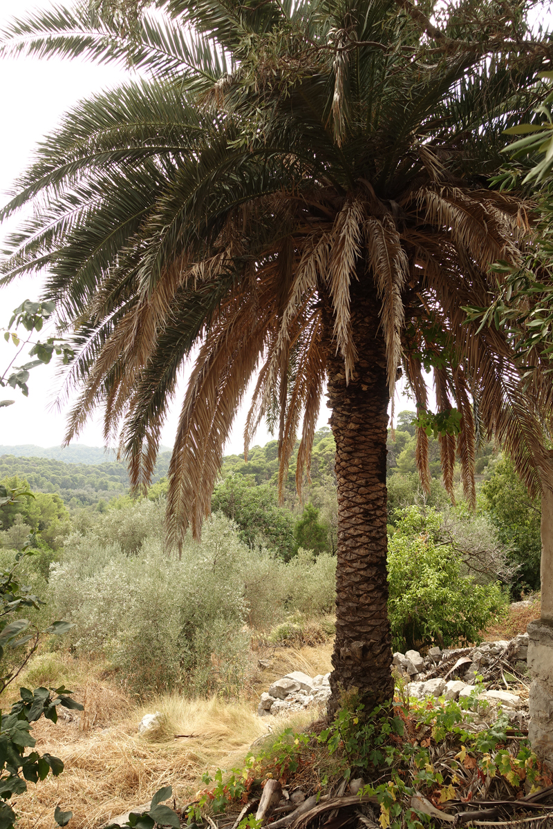 Mon voyage à Govedari sur l’île de Mljet en Croatie