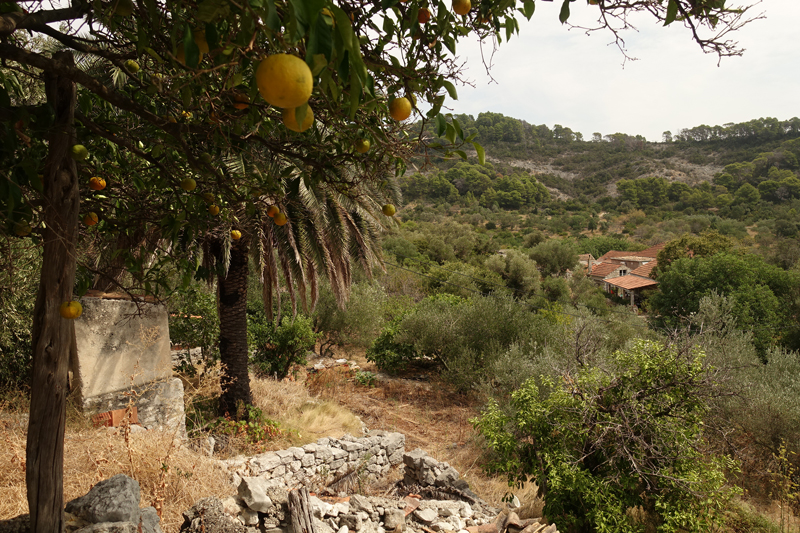 Mon voyage à Govedari sur l’île de Mljet en Croatie