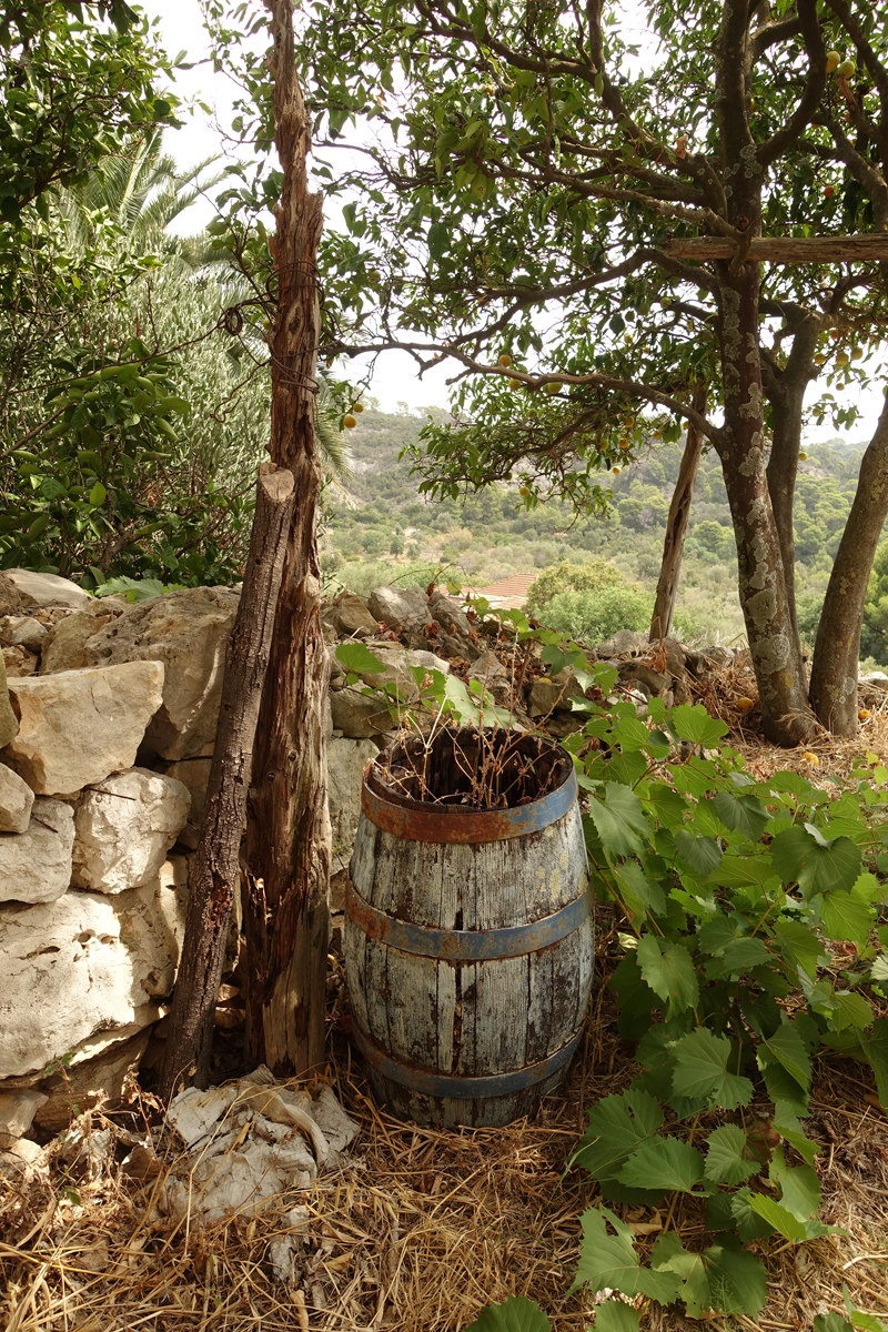 Mon voyage à Govedari sur l’île de Mljet en Croatie