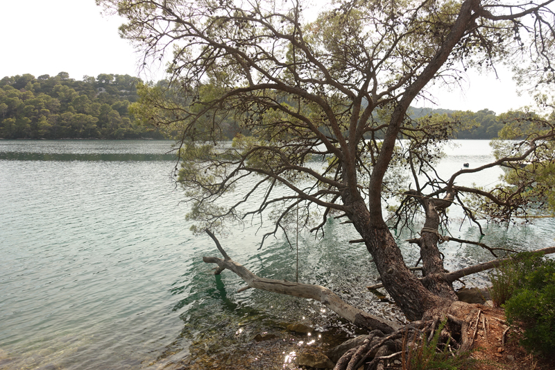 Mon voyage au Parc Naturel de l’île de Mljet en Croatie