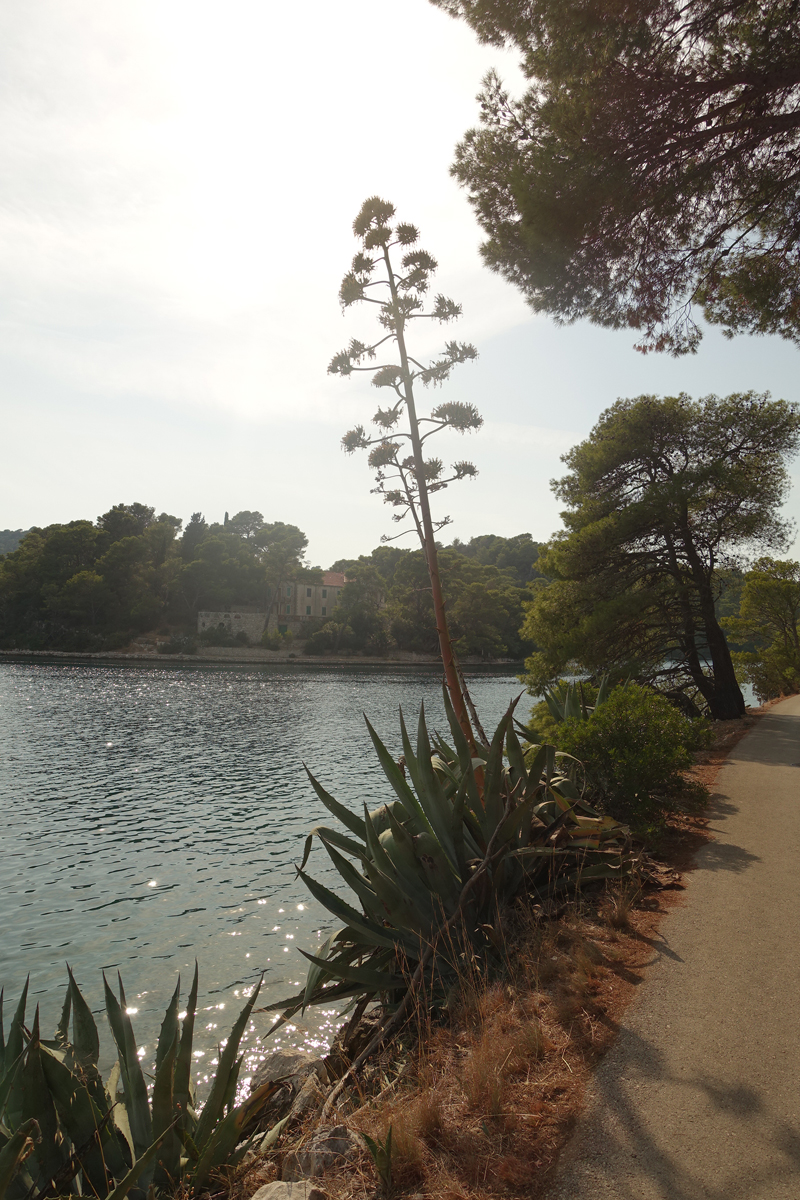 Mon voyage au Parc Naturel de l’île de Mljet en Croatie