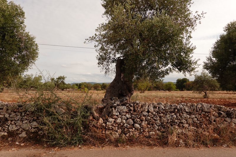 Mon voyage à Fasano dans les Pouilles en Italie