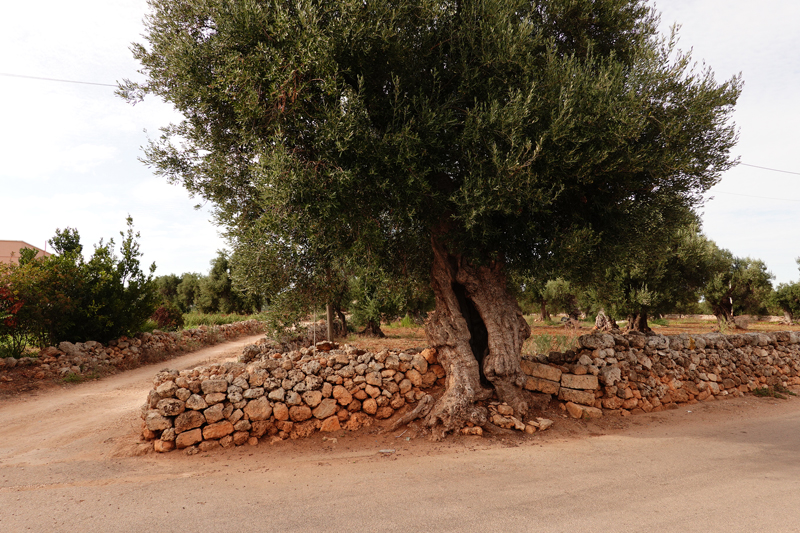 Mon voyage à Fasano dans les Pouilles en Italie