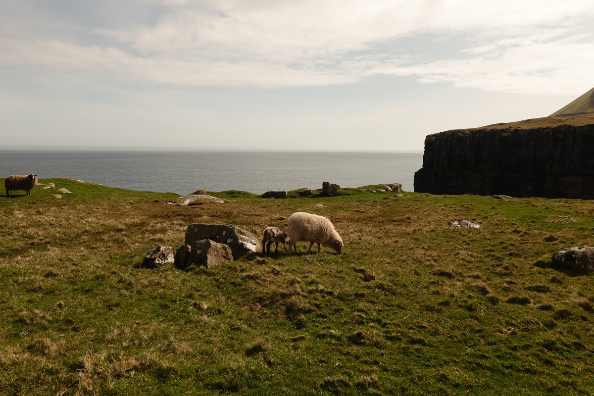 Mon voyage sur l’île de Nólsoy des Îles Féroé