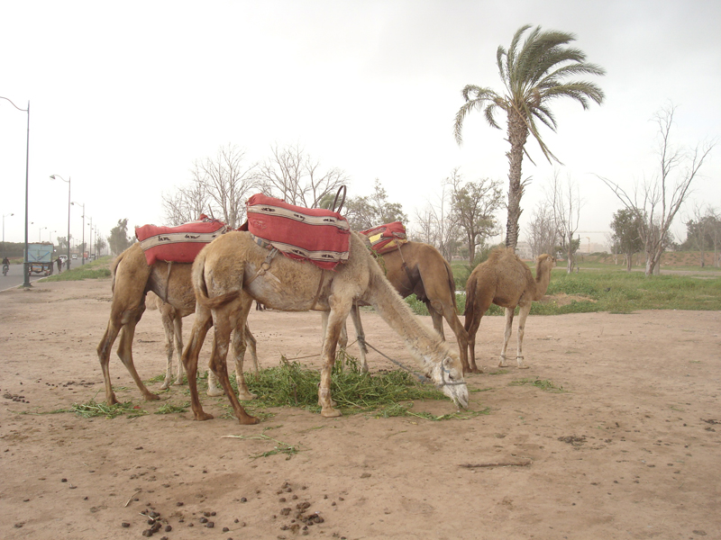 Mon voyage au Maroc Marrakech