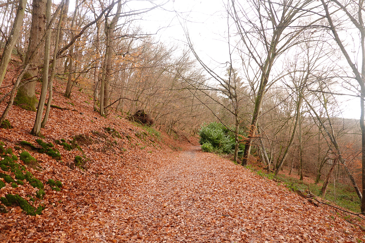 Mon voyage au Parc National de l'Eifel en Allemagne
