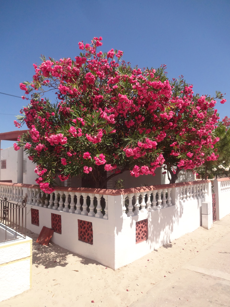 Mon voyage à Olhao au Portugal