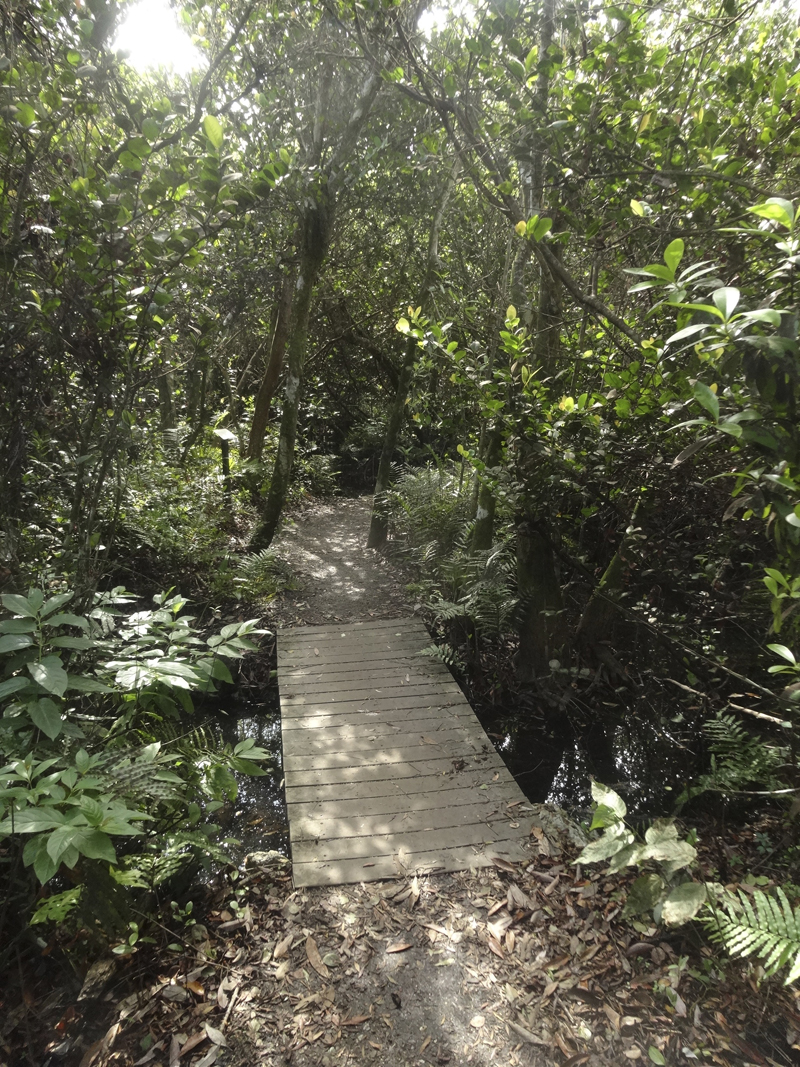 Mon voyage aux Everglades à Miami en Floride aux Etats Unis