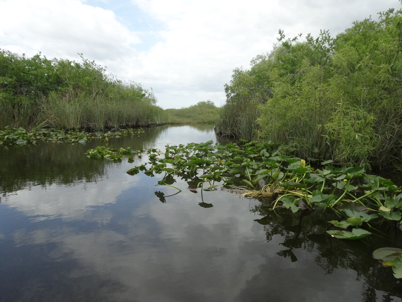 Mon voyage aux Everglades à Miami en Floride aux Etats Unis