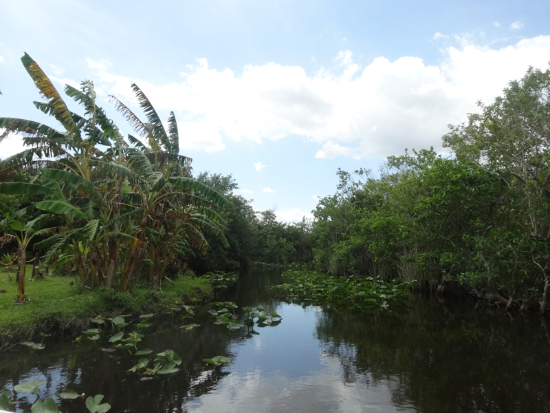Mon voyage aux Everglades à Miami en Floride aux Etats Unis