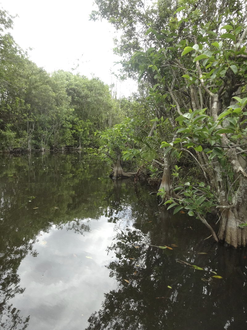 Mon voyage aux Everglades à Miami en Floride aux Etats Unis