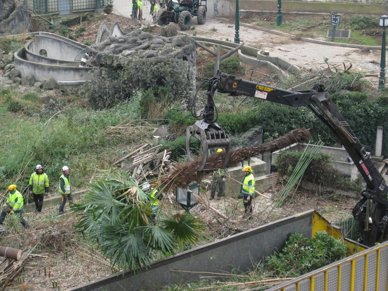 Abattage des arbres du Forum des Halles
