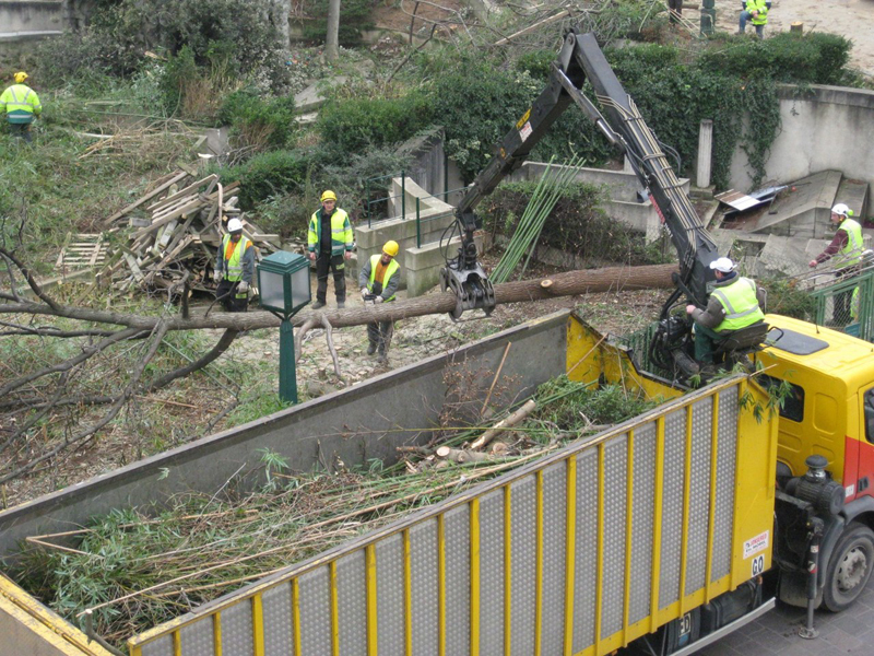 Abattage des arbres du Forum des Halles