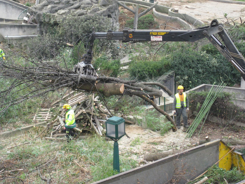 Abattage des arbres du Forum des Halles